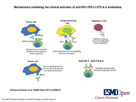 Mechanisms mediating the clinical activities of anti-PD-1/PD-L1/CTLA-4 antibodies. Mechanisms mediating the clinical activities of anti-PD-1/PD-L1/CTLA-4.