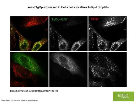 Yeast Tgl3p expressed in HeLa cells localizes to lipid droplets.