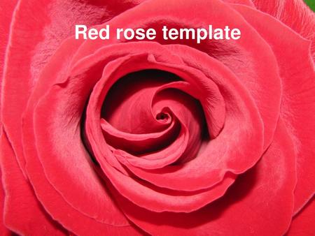 Red rose template.