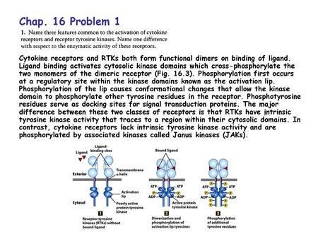 Chap. 16 Problem 1 Cytokine receptors and RTKs both form functional dimers on binding of ligand. Ligand binding activates cytosolic kinase domains which.