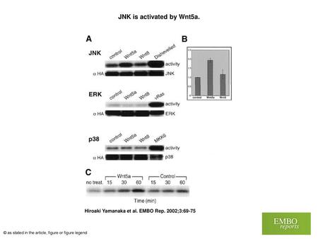 JNK is activated by Wnt5a.