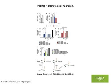 PtdIns5P promotes cell migration.