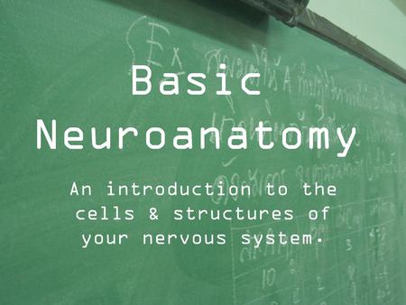 An introduction to the cells & structures of your nervous system.