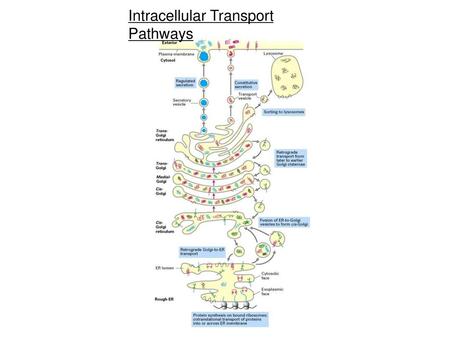 Intracellular Transport Pathways