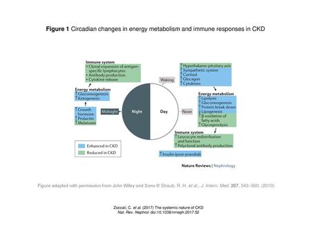 Figure 1 Circadian changes in energy metabolism and immune responses in CKD Figure 1 | Circadian changes in energy metabolism and immune responses in CKD.