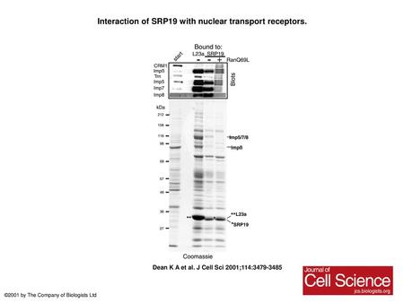 Interaction of SRP19 with nuclear transport receptors.