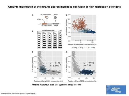 CRISPR knockdown of the mrdAB operon increases cell width at high repression strengths CRISPR knockdown of the mrdAB operon increases cell width at high.