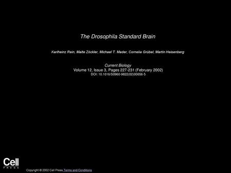 The Drosophila Standard Brain