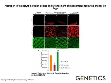 Alteration in the polyQ inclusion bodies and arrangement of rhabdomeres following changes in P-gp. Alteration in the polyQ inclusion bodies and arrangement.