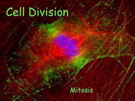 Cell Division Mitosis.