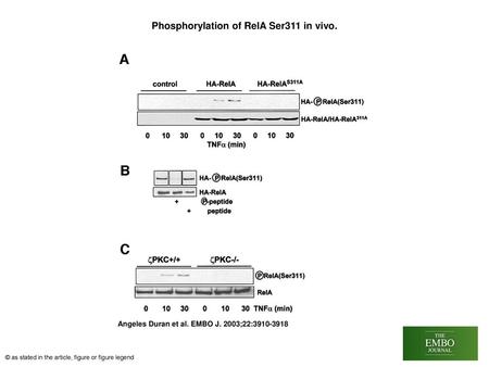 Phosphorylation of RelA Ser311 in vivo.