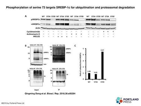 Phosphorylation of serine 73 targets SREBP-1c for ubiquitination and proteasomal degradation Phosphorylation of serine 73 targets SREBP-1c for ubiquitination.
