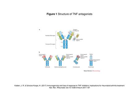 Figure 1 Structure of TNF antagonists