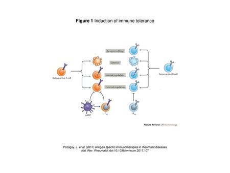 Figure 1 Induction of immune tolerance