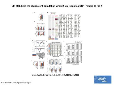 LIF stabilizes the pluripotent population while 2i up‐regulates OSN; related to Fig 4 LIF stabilizes the pluripotent population while 2i up‐regulates OSN;