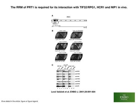 The RRM of PRT1 is required for its interaction with TIF32/RPG1, HCR1 and NIP1 in vivo. The RRM of PRT1 is required for its interaction with TIF32/RPG1,