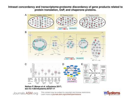 Intraset concordancy and transcriptome-proteome discordancy of gene products related to protein translation, OxP, and chaperone proteins. Intraset concordancy.