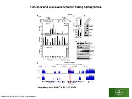 H3K9me2 and G9a levels decrease during adipogenesis.