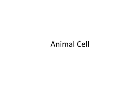 Animal Cell.