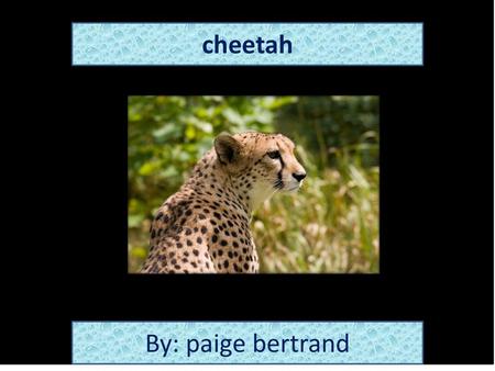 cheetah By: paige bertrand
