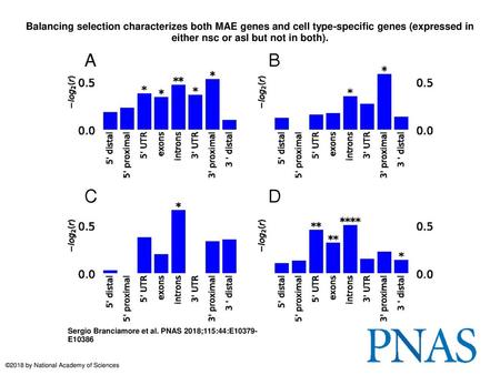 Balancing selection characterizes both MAE genes and cell type-specific genes (expressed in either nsc or asl but not in both). Balancing selection characterizes.