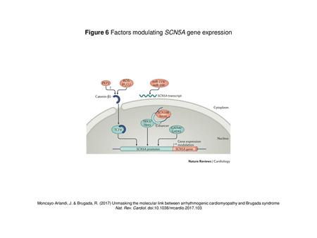 Figure 6 Factors modulating SCN5A gene expression