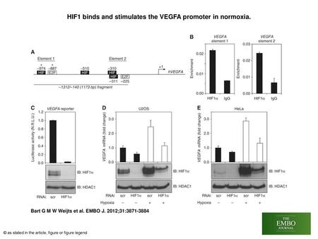 HIF1 binds and stimulates the VEGFA promoter in normoxia.