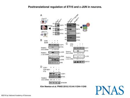 Posttranslational regulation of ETV5 and c-JUN in neurons.