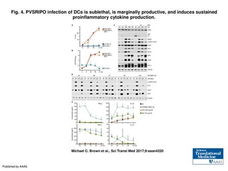 Fig. 4. PVSRIPO infection of DCs is sublethal, is marginally productive, and induces sustained proinflammatory cytokine production. PVSRIPO infection of.