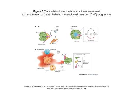 Figure 3 The contribution of the tumour microenvironment