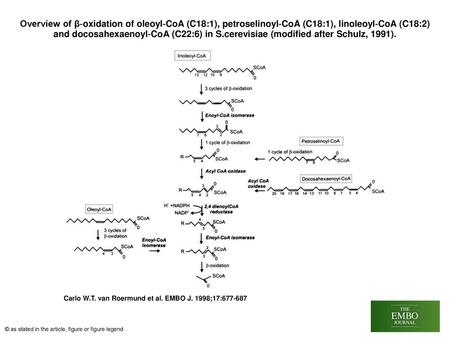 Overview of β‐oxidation of oleoyl‐CoA (C18:1), petroselinoyl‐CoA (C18:1), linoleoyl‐CoA (C18:2) and docosahexaenoyl‐CoA (C22:6) in S.cerevisiae (modified.