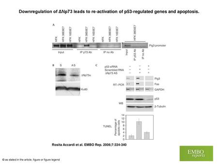 Downregulation of ΔNp73 leads to re‐activation of p53‐regulated genes and apoptosis. Downregulation of ΔNp73 leads to re‐activation of p53‐regulated genes.