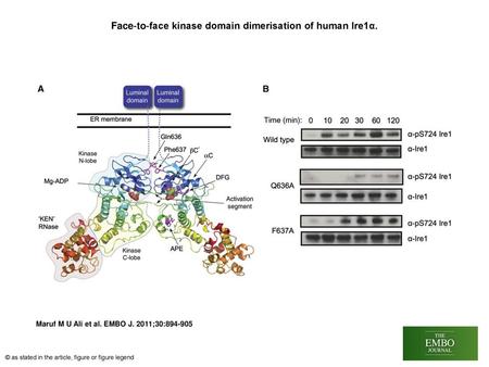 Face‐to‐face kinase domain dimerisation of human Ire1α.