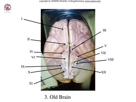 3. Old Brain I III II V IV VII VI VIII IX X XII XI