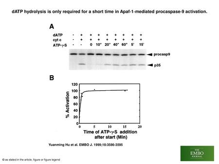 DATP hydrolysis is only required for a short time in Apaf‐1‐mediated procaspase‐9 activation. dATP hydrolysis is only required for a short time in Apaf‐1‐mediated.