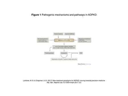 Figure 1 Pathogenic mechanisms and pathways in ADPKD