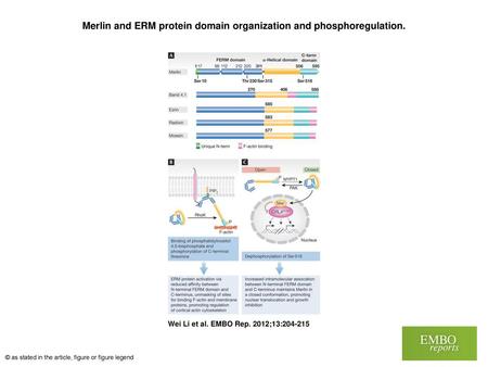 Merlin and ERM protein domain organization and phosphoregulation.
