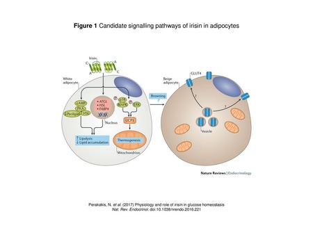Figure 1 Candidate signalling pathways of irisin in adipocytes