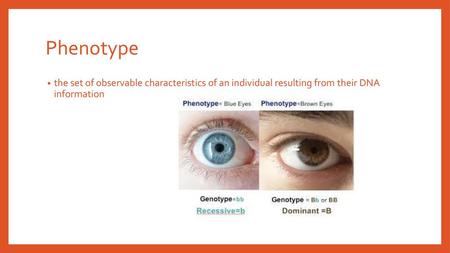 Phenotype the set of observable characteristics of an individual resulting from their DNA information.