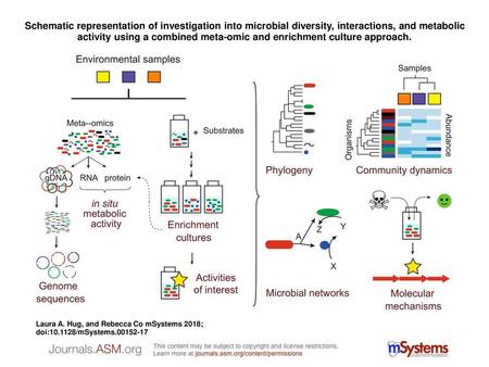 Schematic representation of investigation into microbial diversity, interactions, and metabolic activity using a combined meta-omic and enrichment culture.