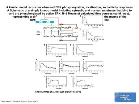 A kinetic model reconciles observed ERK phosphorylation, localization, and activity responses A Schematic of a simple kinetic model including cytosolic.