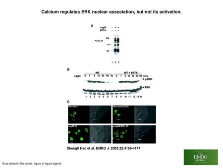 Calcium regulates ERK nuclear association, but not its activation.