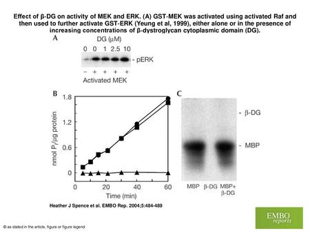 Effect of β‐DG on activity of MEK and ERK