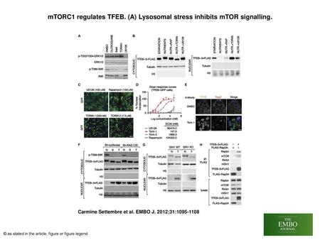 mTORC1 regulates TFEB. (A) Lysosomal stress inhibits mTOR signalling.