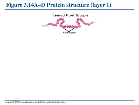 Figure 3.14A–D Protein structure (layer 1)