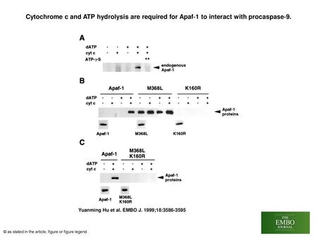Cytochrome c and ATP hydrolysis are required for Apaf‐1 to interact with procaspase‐9. Cytochrome c and ATP hydrolysis are required for Apaf‐1 to interact.