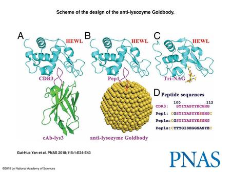 Scheme of the design of the anti-lysozyme Goldbody.