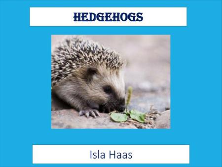 Hedgehogs 1) Type the name of your animal 2) type your name 3) include a picture of your animal 4) change fonts and colors to personalize. Isla Haas.