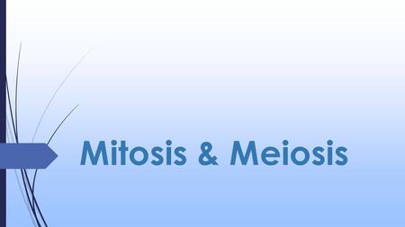 Mitosis & Meiosis.