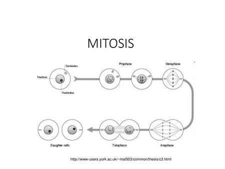 MITOSIS http://www-users.york.ac.uk/~mal503/common/thesis/c3.html.